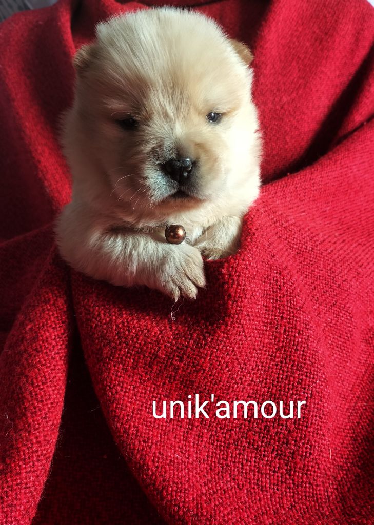 Kelly Nekkaa - Chiot disponible  - Chow Chow