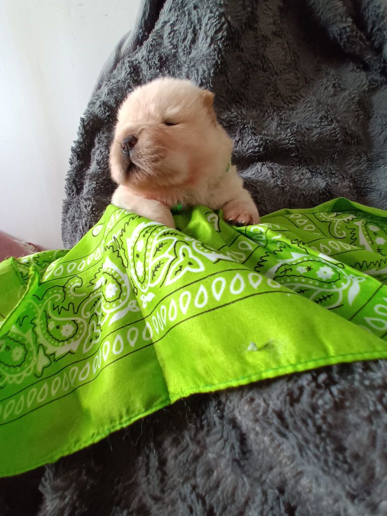 Kelly Nekkaa - Chiot disponible  - Chow Chow